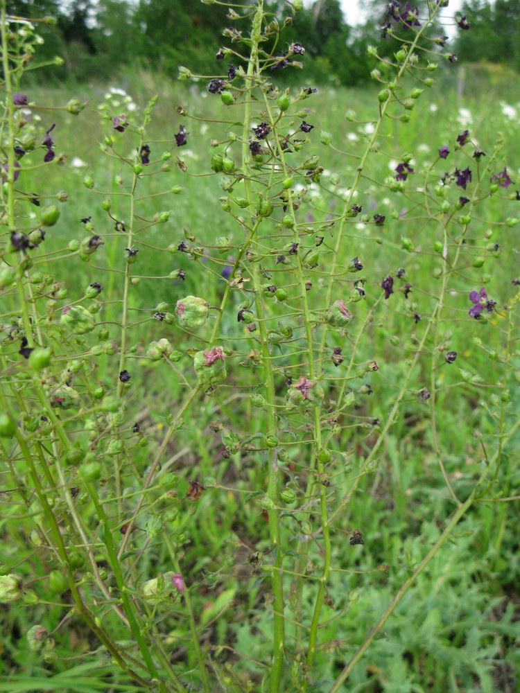 Image of Verbascum phoeniceum specimen.