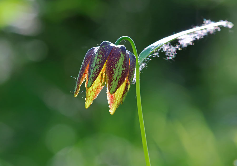 Изображение особи Fritillaria maximowiczii.