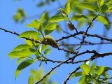 Salix caprea. Ветви с увядшими соцветиями (цвели после распускания листьев). Санкт-Петербург. 20 мая 2009 г.