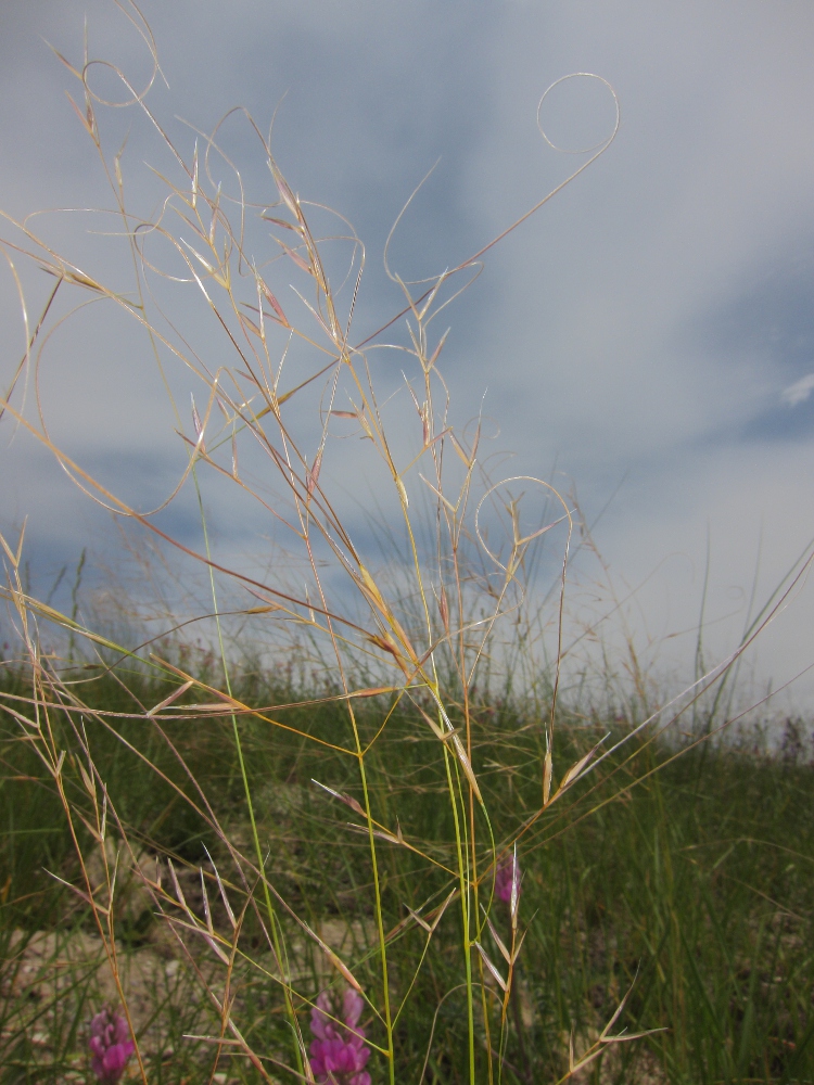 Изображение особи Stipa korshinskyi.