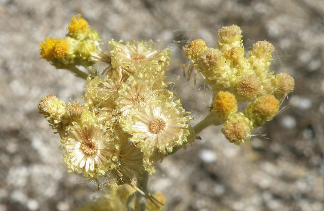 Изображение особи Helichrysum arenarium.