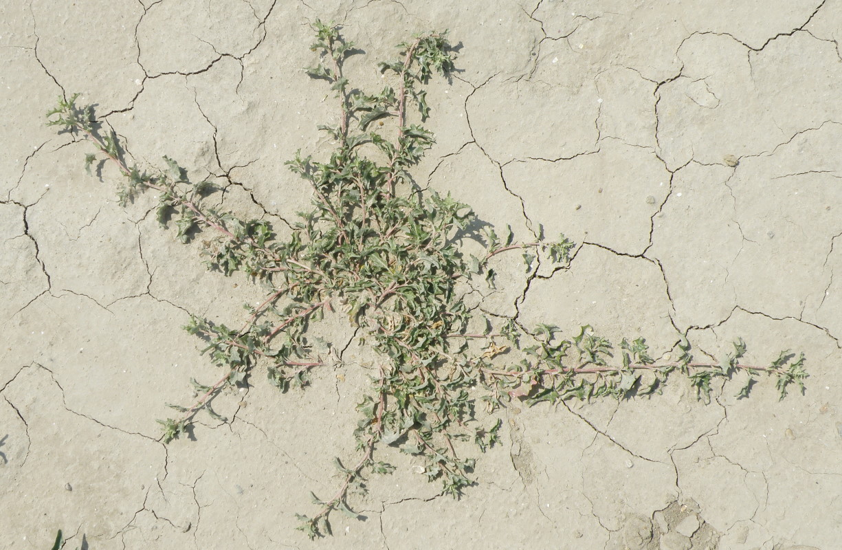 Image of Atriplex tatarica specimen.