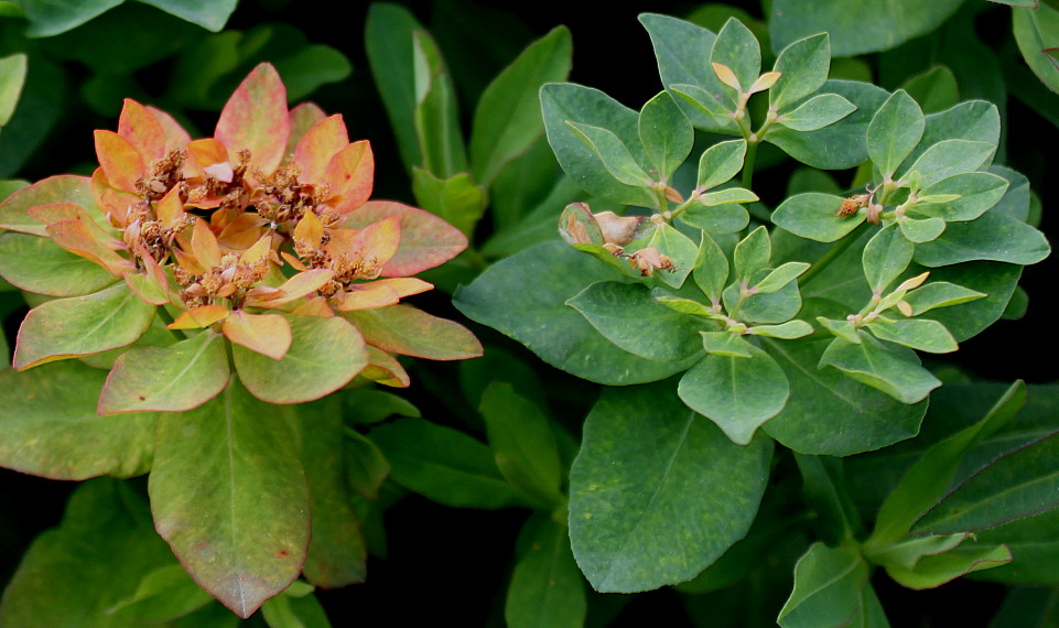 Image of Euphorbia epithymoides specimen.