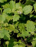 Phacelia bolanderi