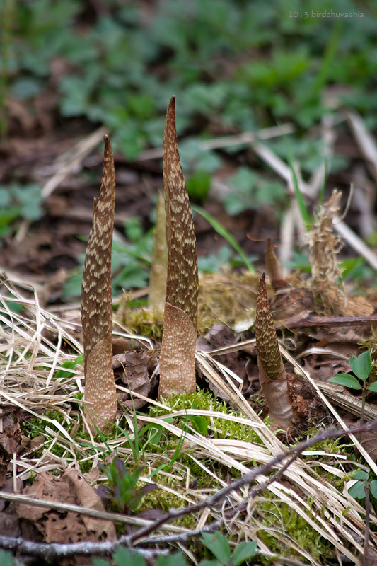 Image of Arisaema japonicum specimen.