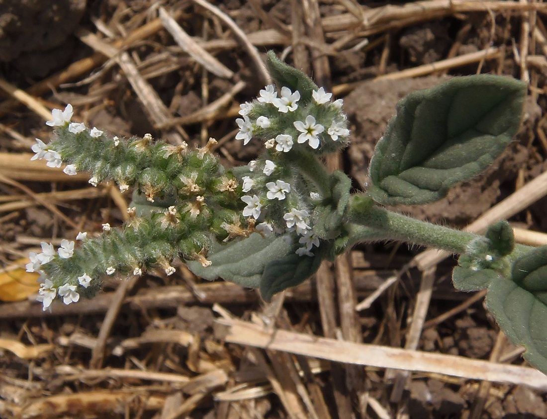 Image of Heliotropium europaeum specimen.