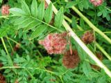 Glycyrrhiza echinata. Побеги с соплодиями. Украина, Крым, г. Джанкой, около железной дороги. 02.07.2013.