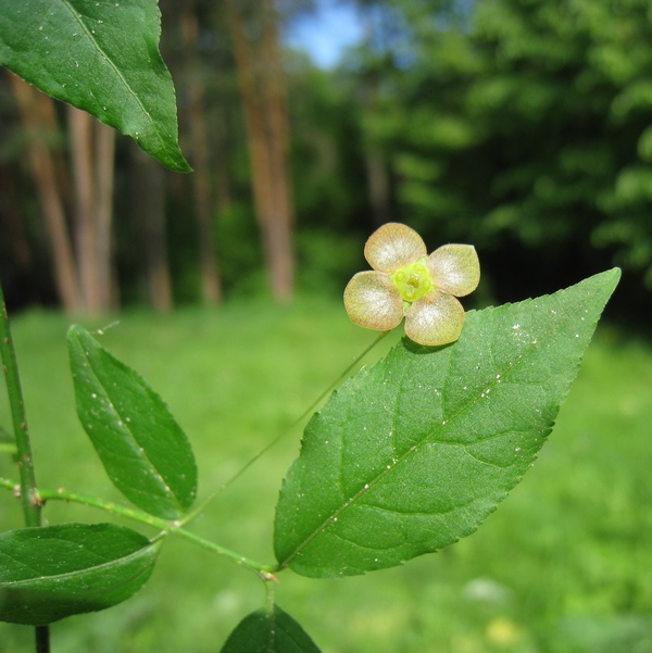 Изображение особи Euonymus verrucosus.