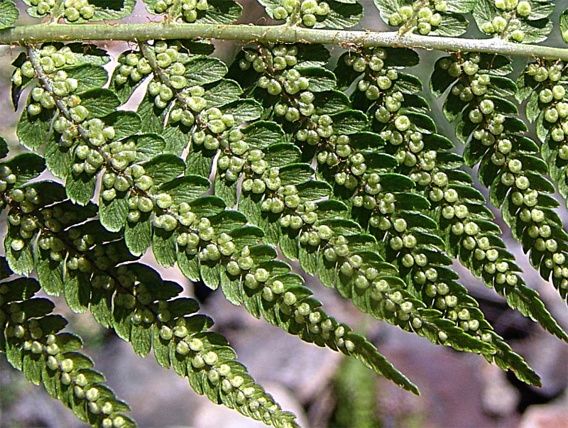 Image of Dryopteris oreades specimen.