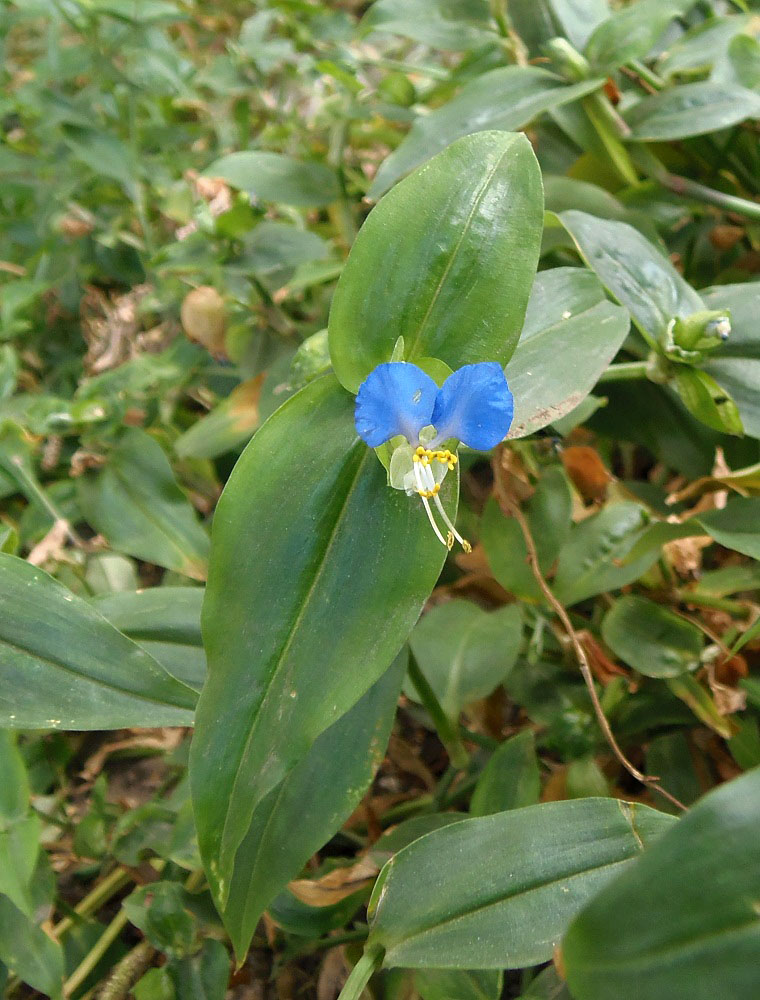 Изображение особи Commelina communis.