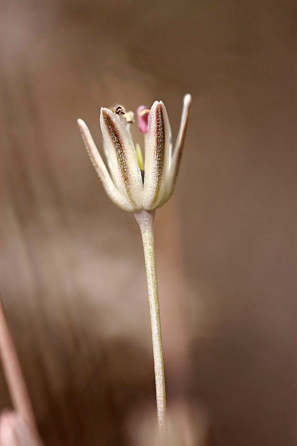 Image of Allium protensum specimen.