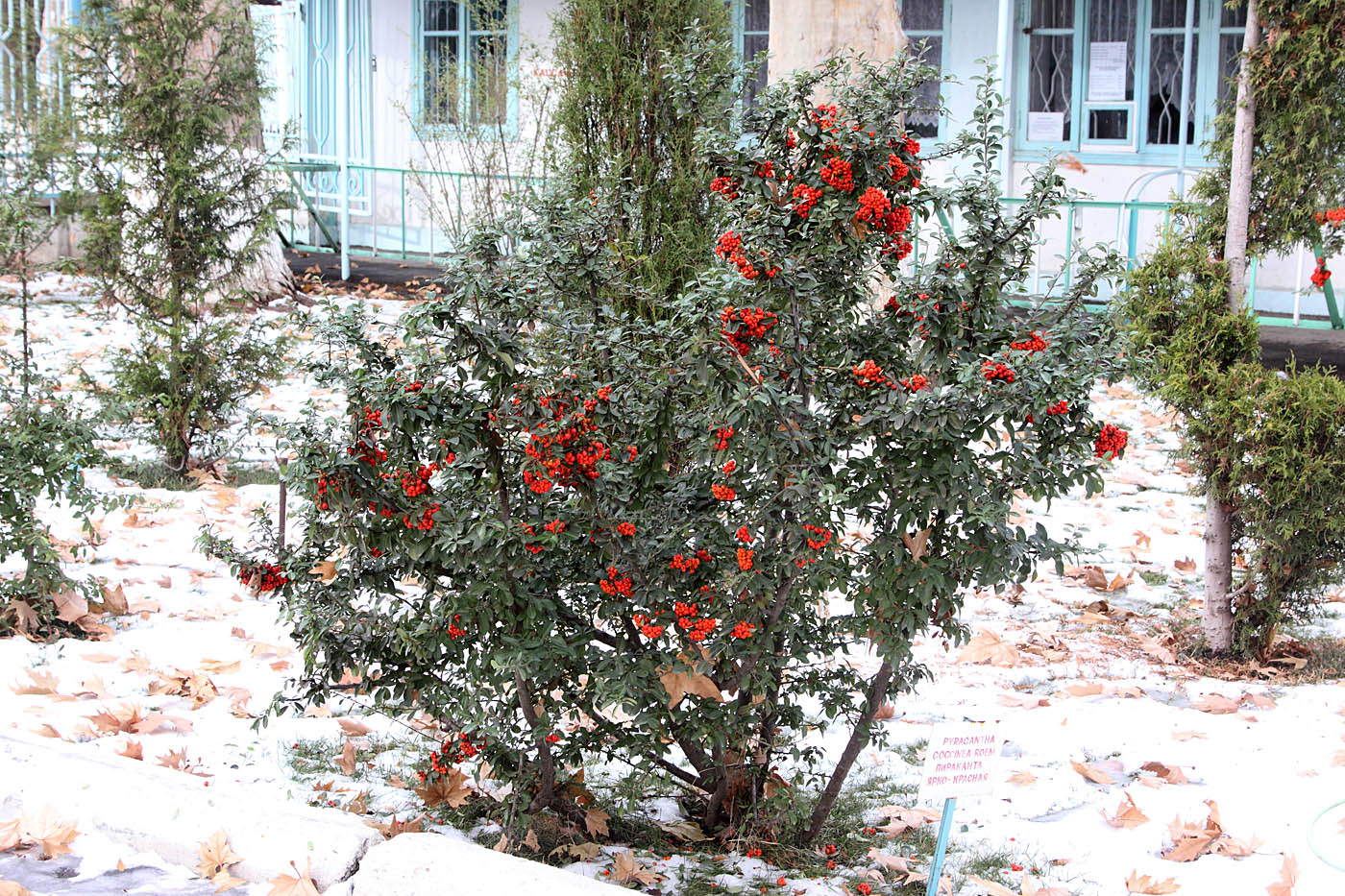 Изображение особи Pyracantha coccinea.