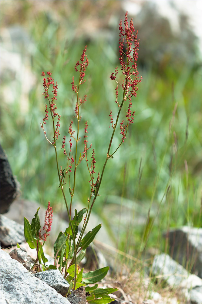 Изображение особи Rumex thyrsiflorus.