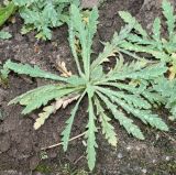 Papaver rupifragum