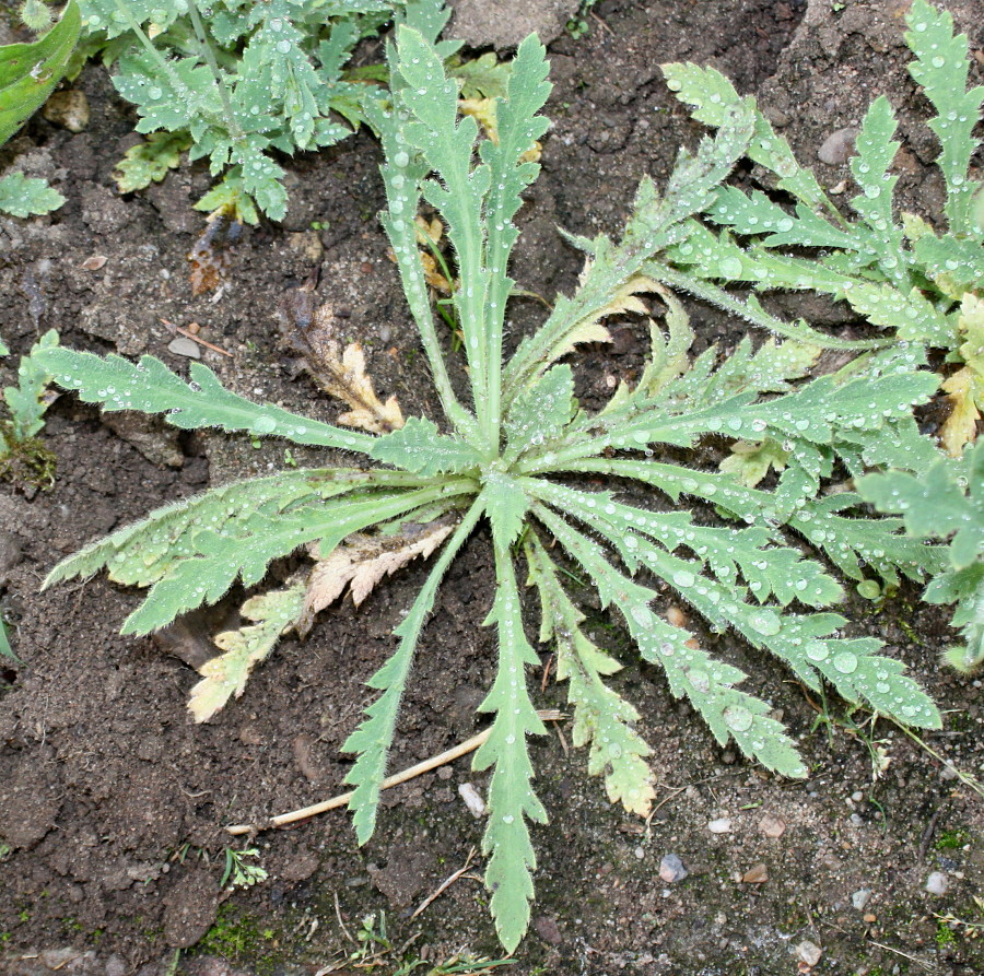Image of Papaver rupifragum specimen.