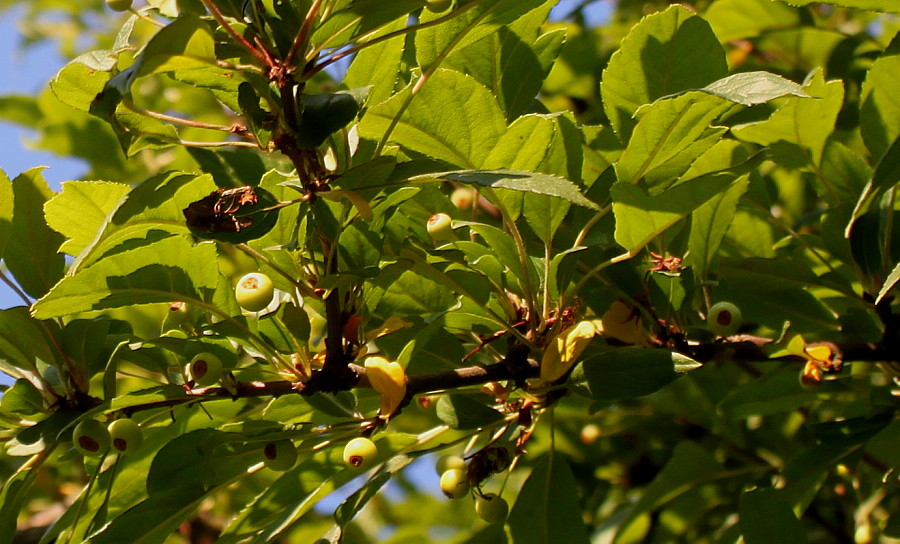 Image of genus Malus specimen.