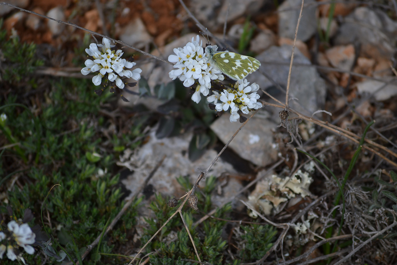 Изображение особи Noccaea macrantha.