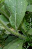 Rudbeckia hirta
