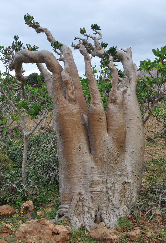 Изображение особи Adenium obesum ssp. socotranum.