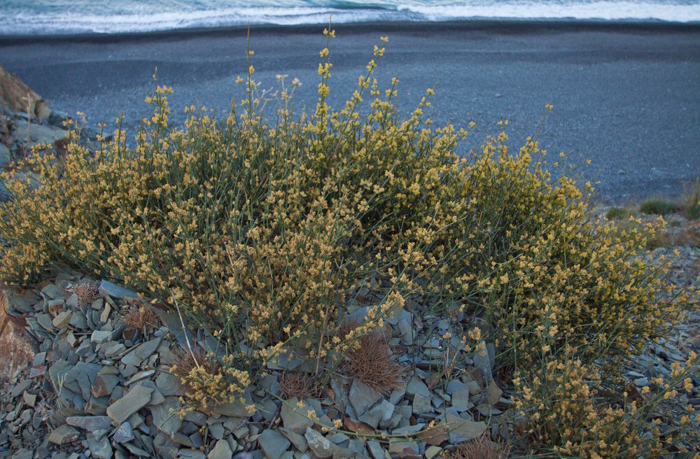 Image of Ephedra distachya specimen.