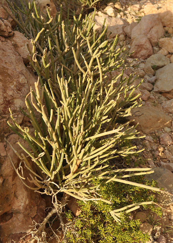 Image of Euphorbia schimperi specimen.