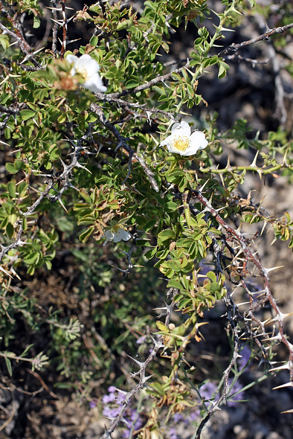 Изображение особи Rosa nanothamnus.