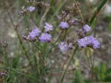 Limonium scoparium