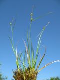 Carex lepidocarpa. Отцветающее растение, вынутое из грунта. Псковская обл., Печорский р-н, Старый Изборск, низинное болото у оз. Городищенское. 04.06.2013.