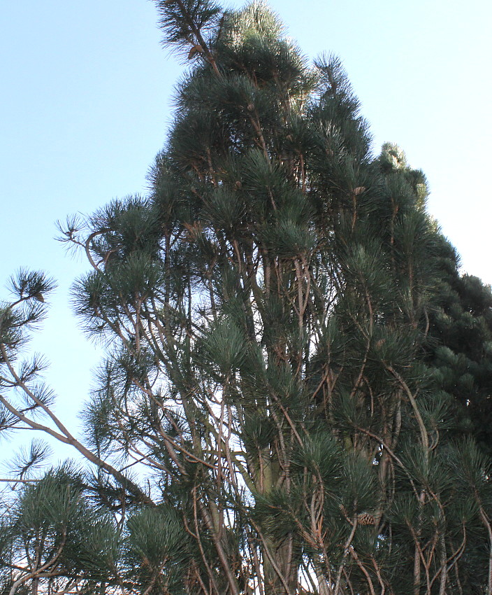 Изображение особи Pinus nigra.