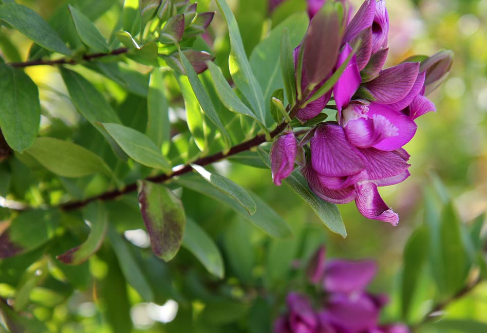 Image of Polygala myrtifolia specimen.