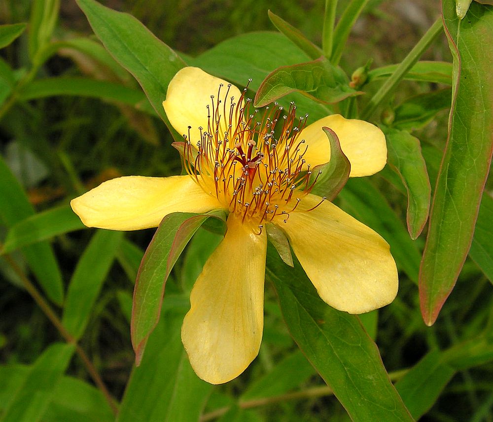 Image of Hypericum gebleri specimen.