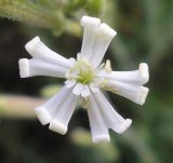 Silene supina