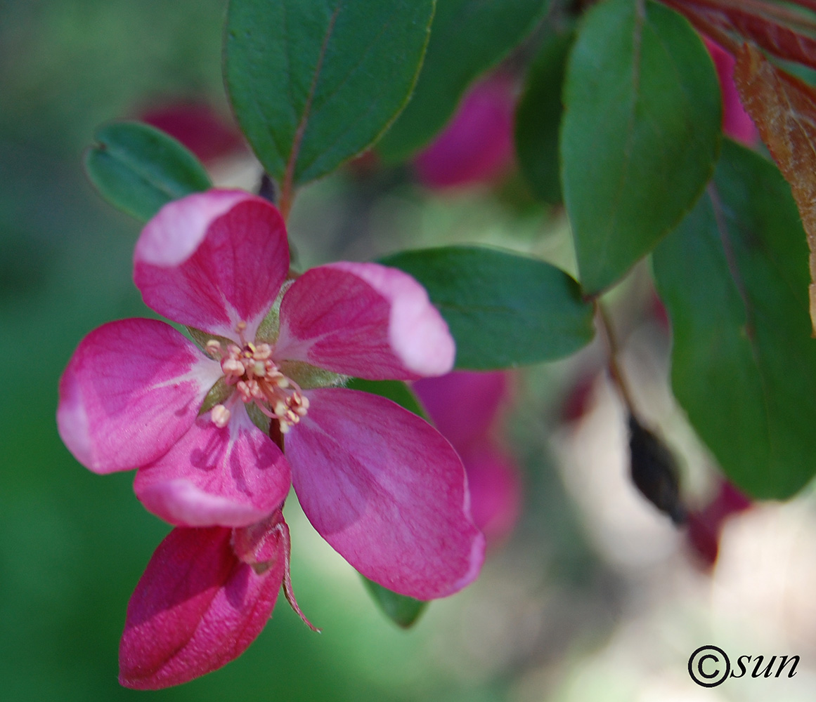 Image of Malus &times; purpurea specimen.