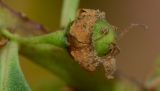 Myoporum acuminatum. Незрелый плод. Израиль, Шарон, пос. Кфар Шмариягу, в культуре. 06.05.2014.