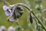 Cynoglossum creticum. Верхняя часть соцветия. Греция, п-ов Пелопоннес, окр. г. Катаколо. 21.04.2014.