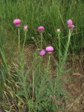 Carduus hamulosus. Цветущее растение. Крым, Карадагский заповедник, южный склон горы Святая, на тропе. 20 мая 2014 г.