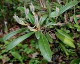 Rhododendron yakushimanum. Листья и развивающиеся побеги ('Koichiro Wada'). Германия, г. Дюссельдорф, Ботанический сад университета. 04.05.2014.