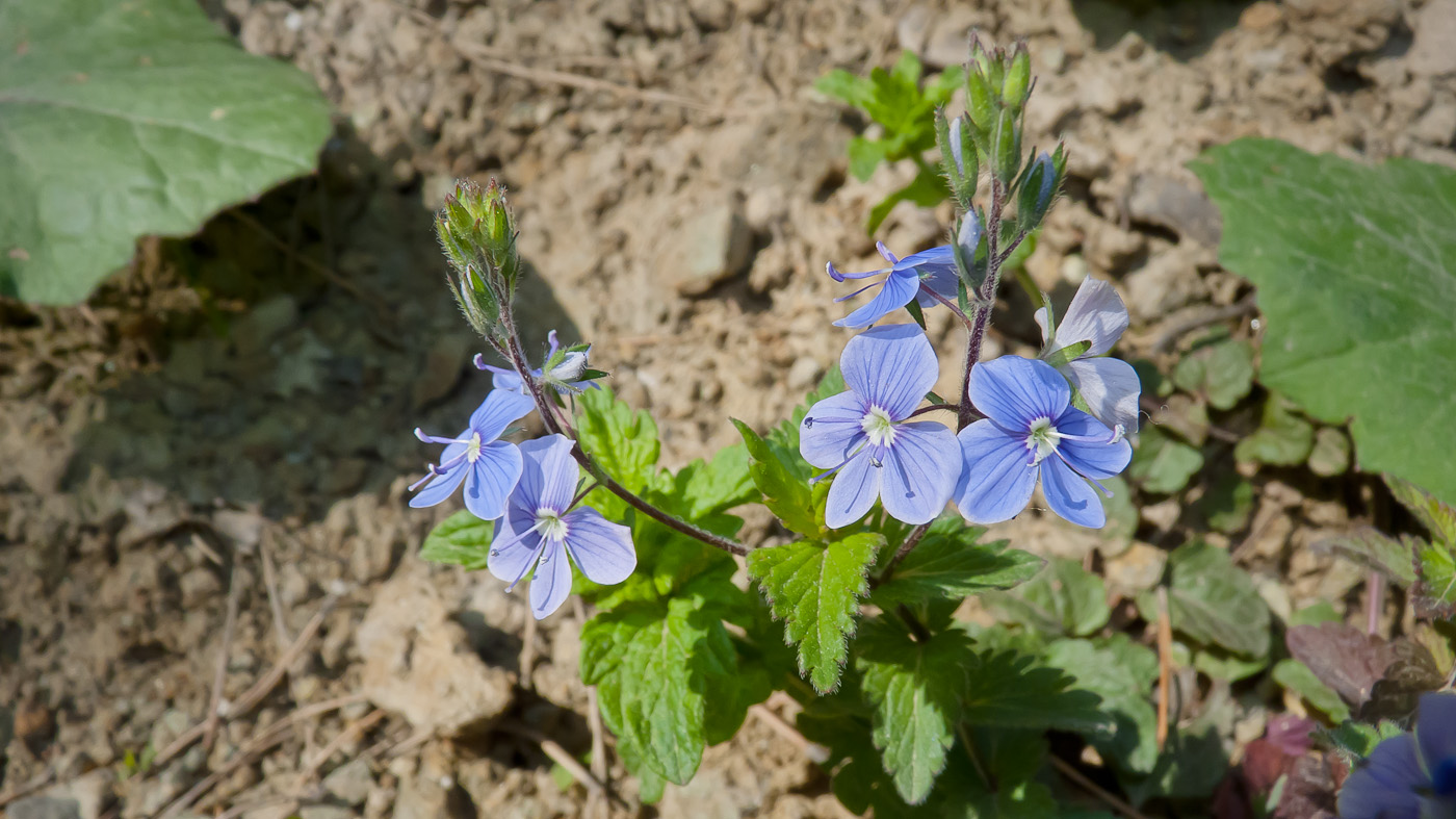 Image of Veronica chamaedrys specimen.