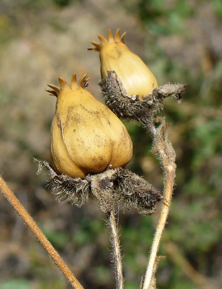 Image of genus Melandrium specimen.