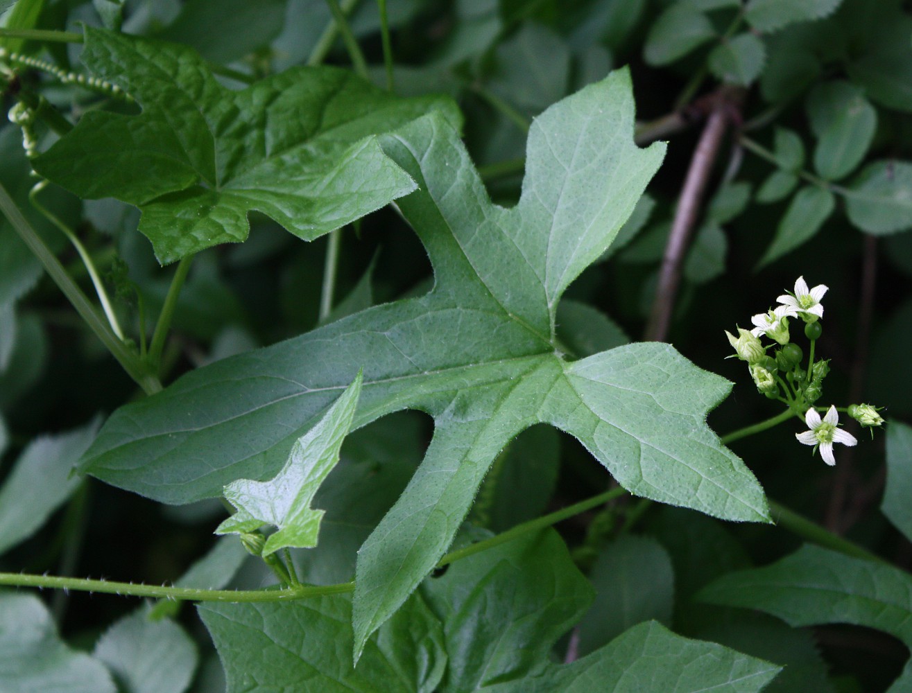 Image of Bryonia dioica specimen.