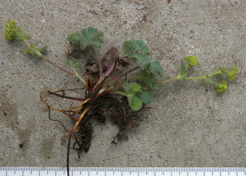 Изображение особи Alchemilla caucasica.