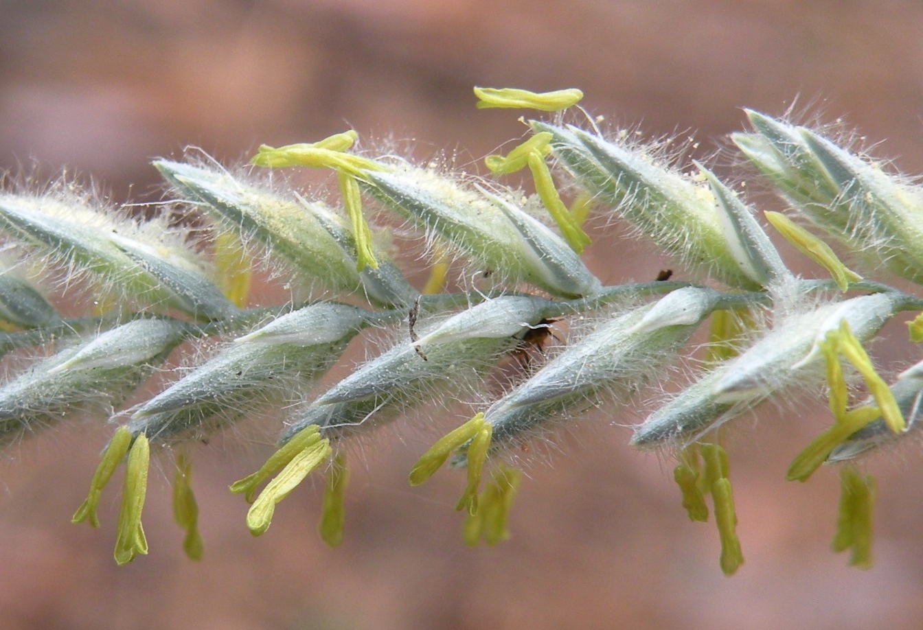 Изображение особи Agropyron dasyanthum.