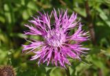 Centaurea carpatica. Соцветие. Украина, Львовская обл., Дрогобычский р-н, г. Трускавец, Помярки, луг возле дороги на Трускавец. 14.06.2014.