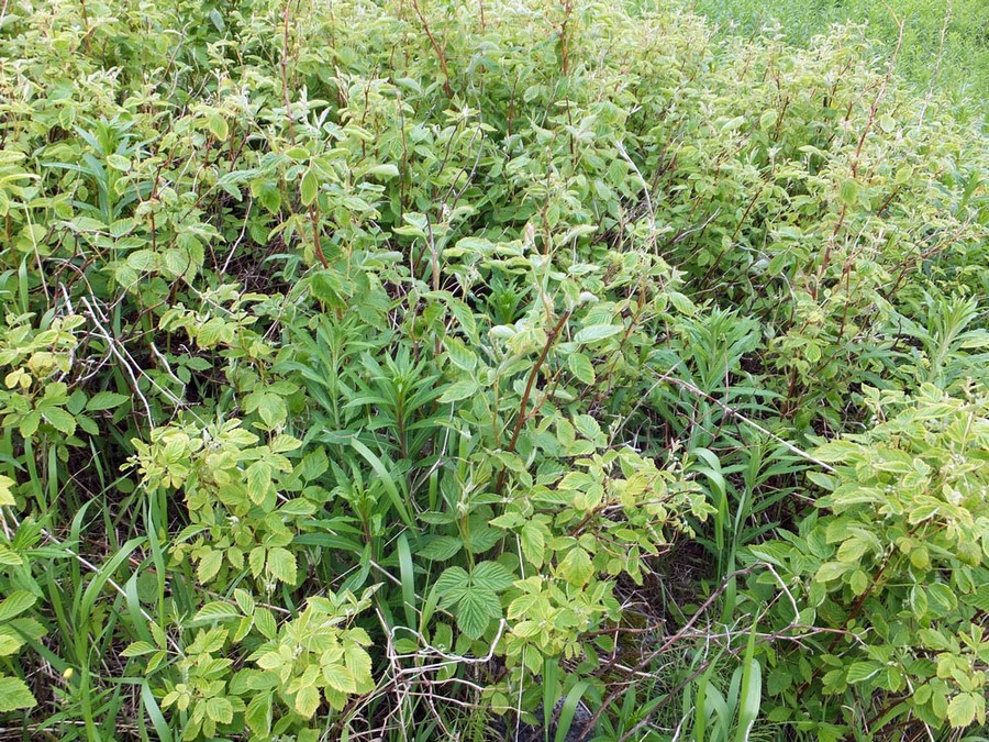 Изображение особи Rubus idaeus.