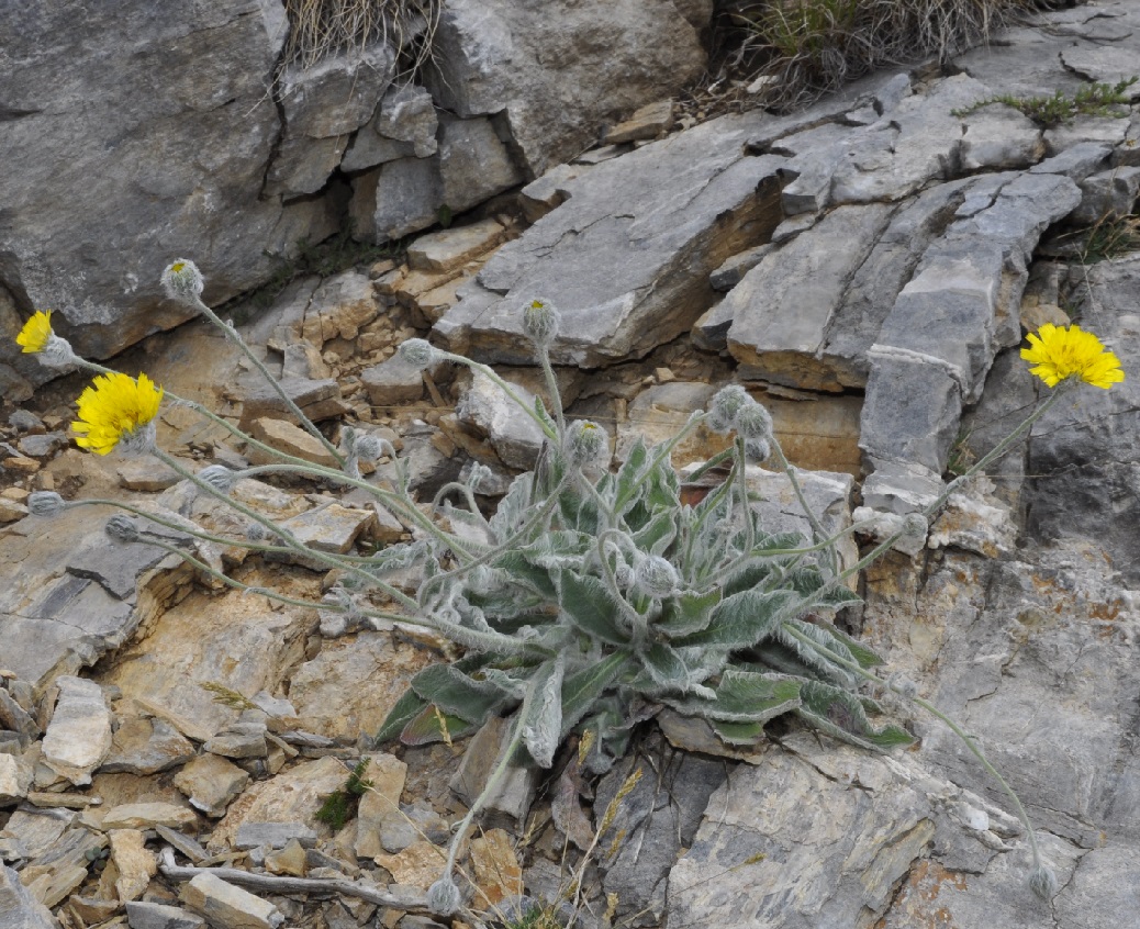 Изображение особи род Hieracium.