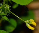 Medicago polymorpha