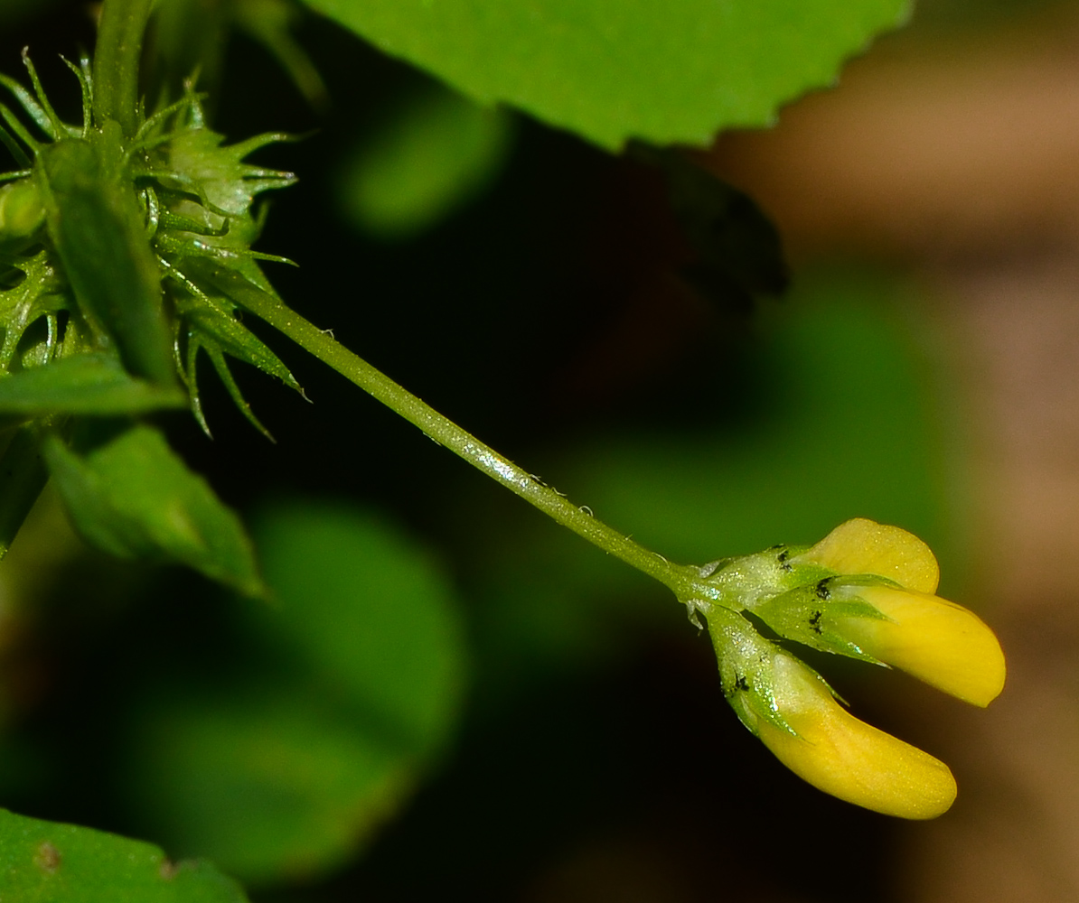 Изображение особи Medicago polymorpha.