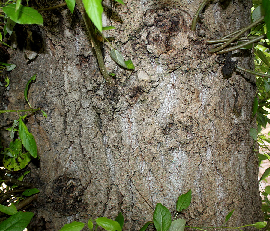 Image of genus Populus specimen.