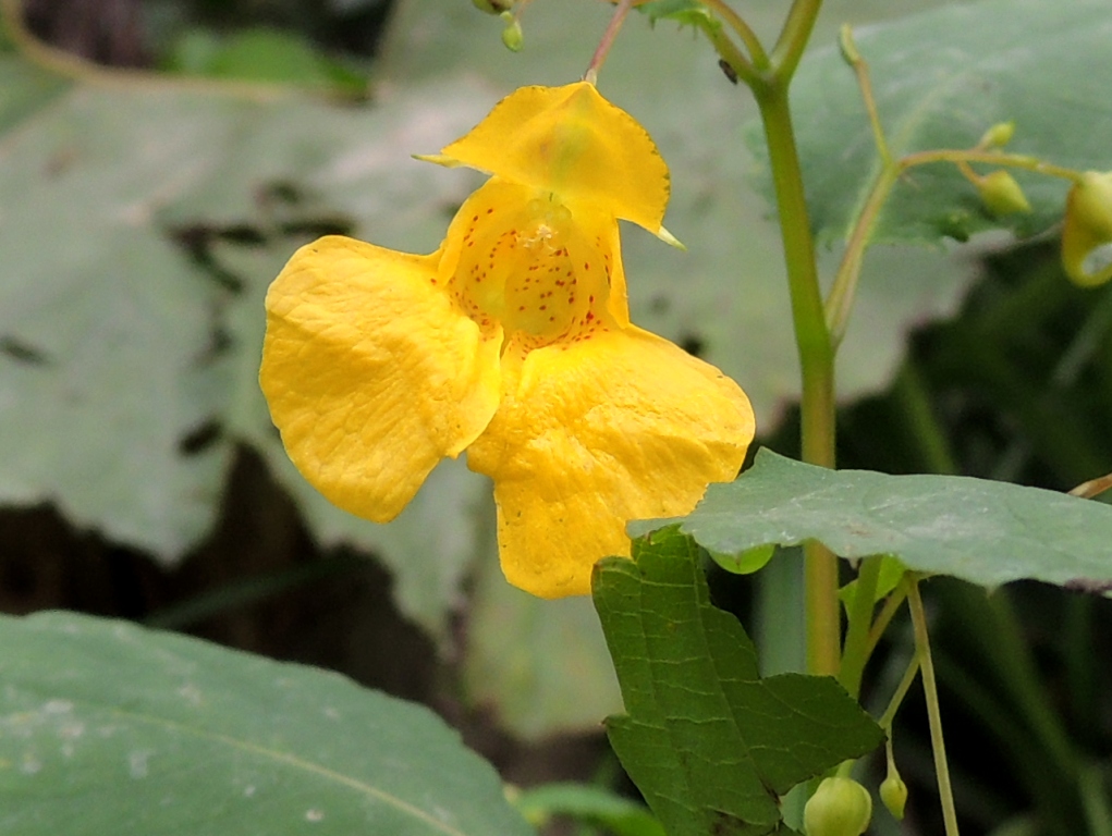 Изображение особи Impatiens noli-tangere.