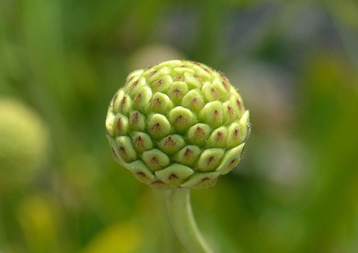 Изображение особи Cephalaria coriacea.